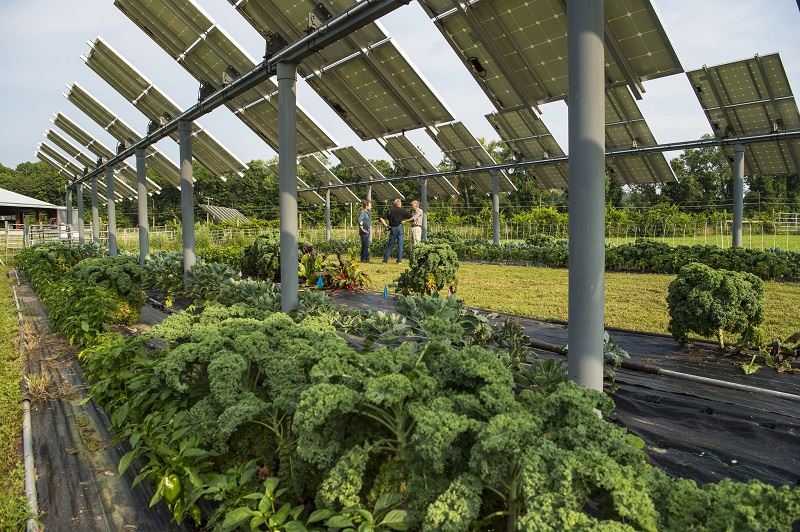 solar farm mount